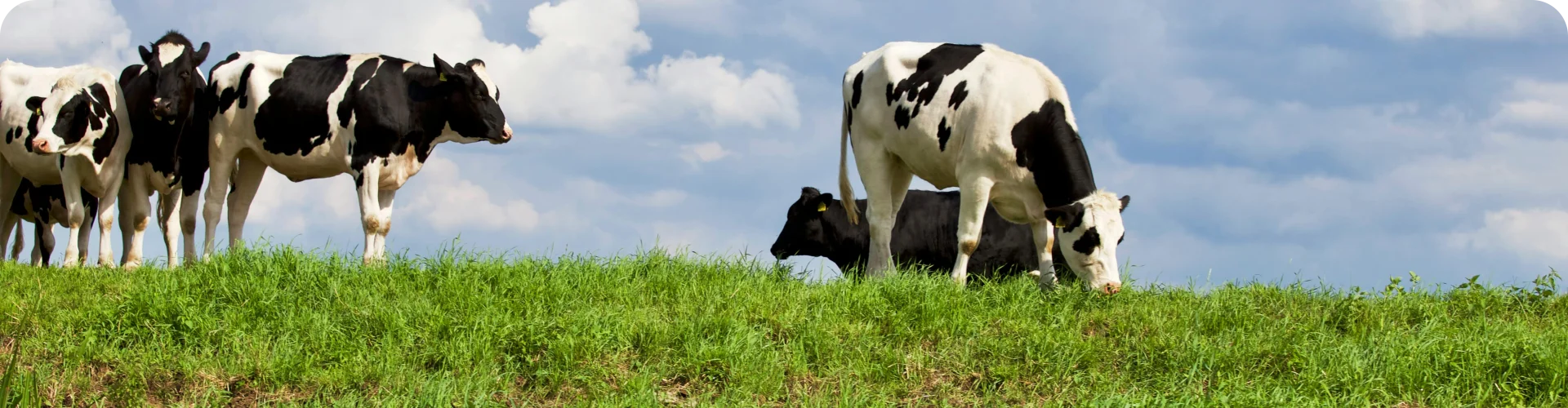 DN Agrar vrea sa deschida inca patru fabrici de compost pana in 2030